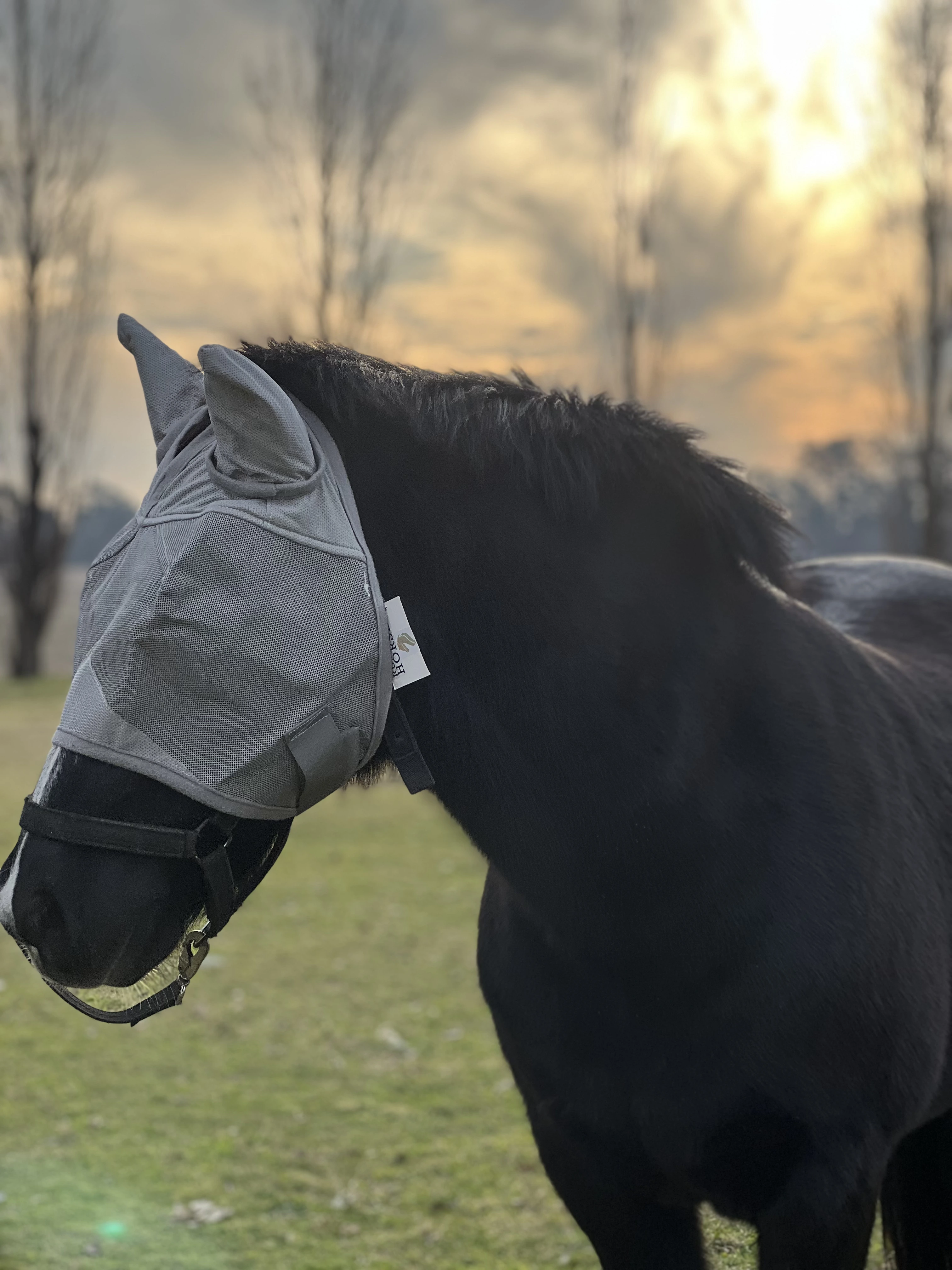 Ruffian Horse